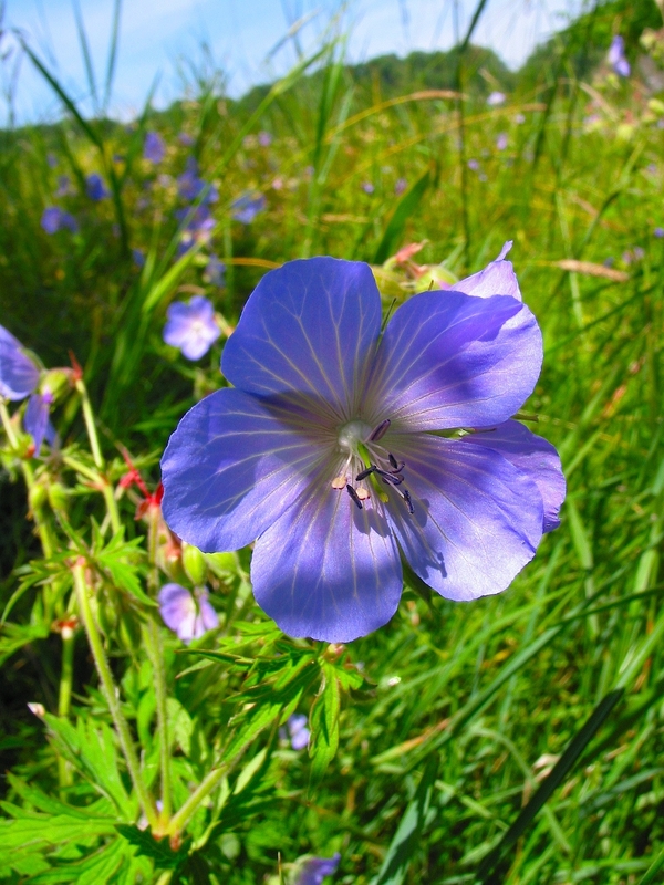 Geranium pratense