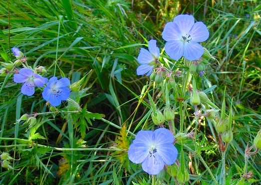 Geranium pratense