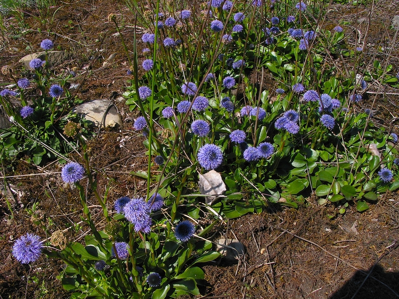 Globularia bisnagarica