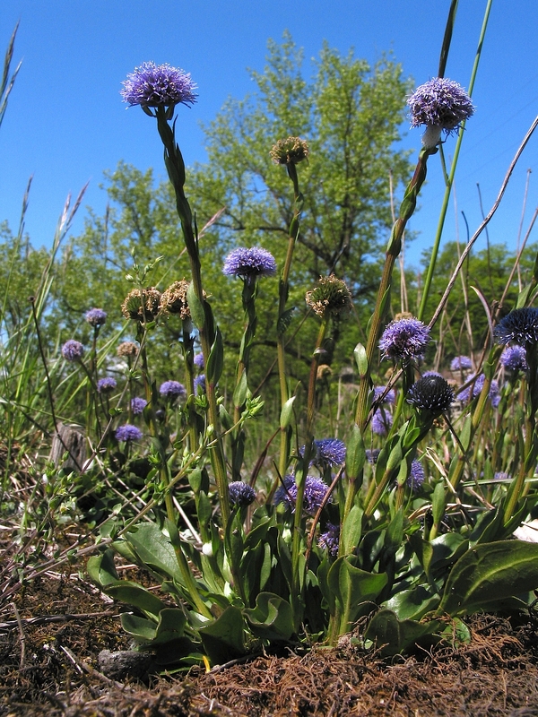 Globularia bisnagarica