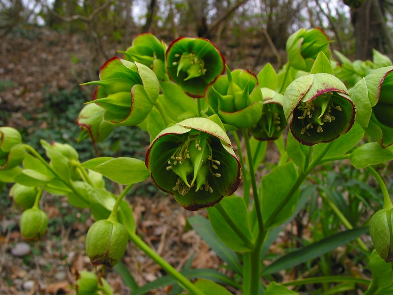 Helleborus foetidus