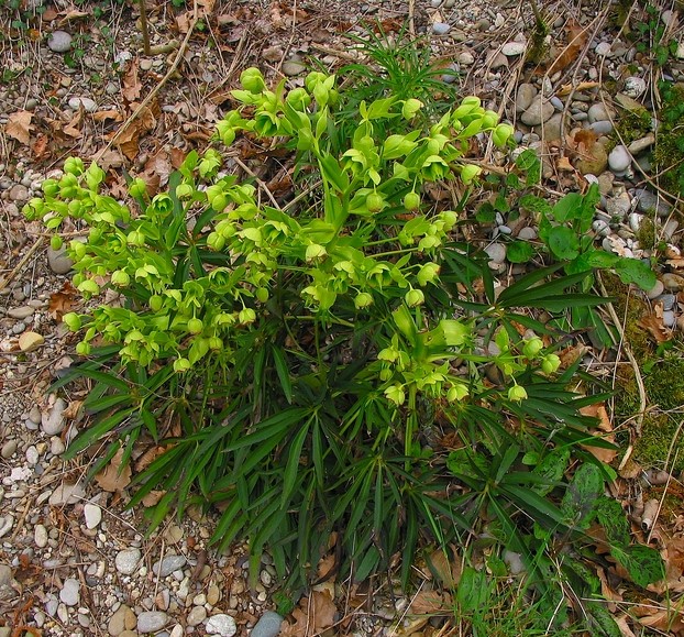 Helleborus foetidus