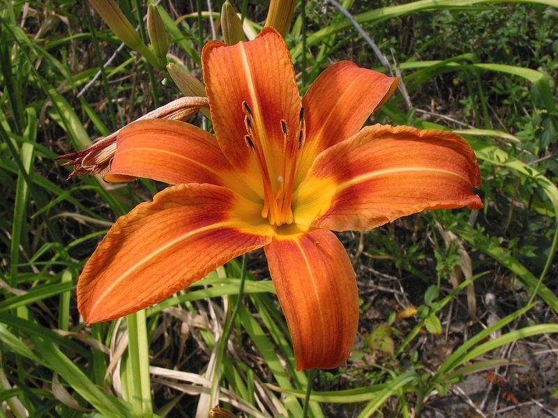 Hemerocallis fulva