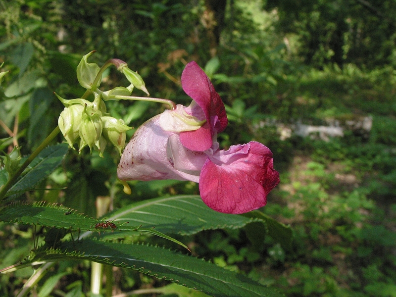 Impatiens glandulifera