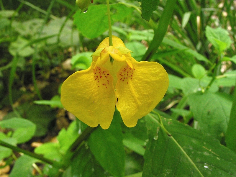 Impatiens noli-tangere