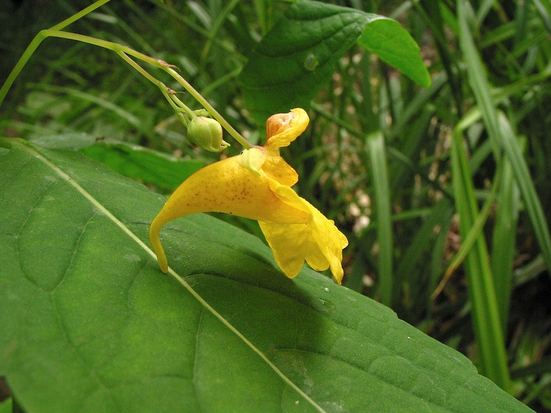 Impatiens noli-tangere