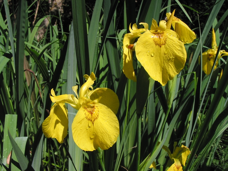 Iris pseudacorus