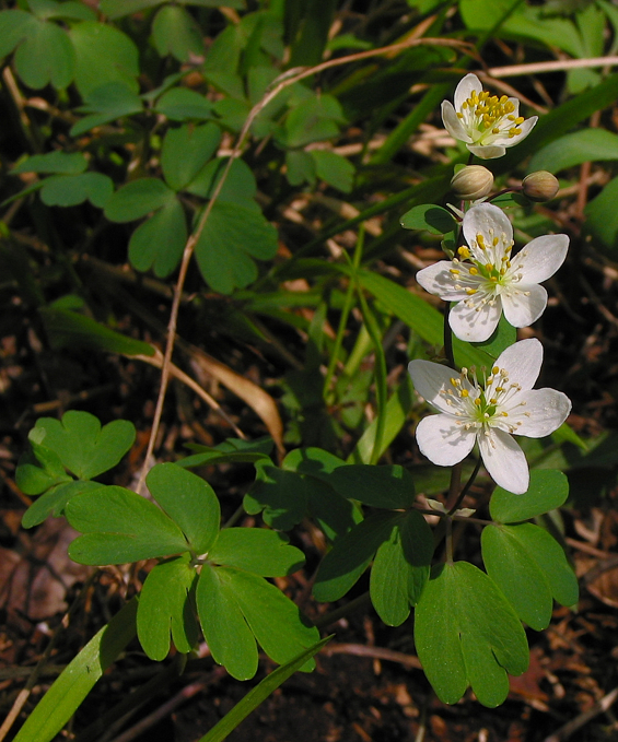 Isopyrum thalictroides