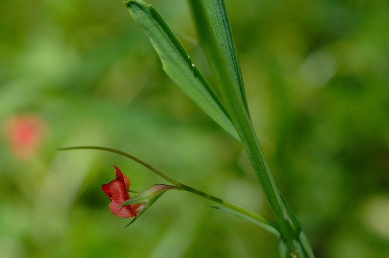 Lathyrus sphaericus