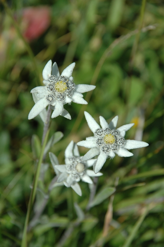 Leontopodium alpinum