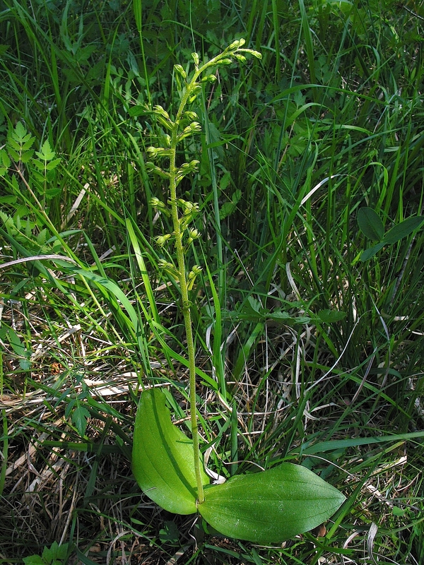 Listera ovata