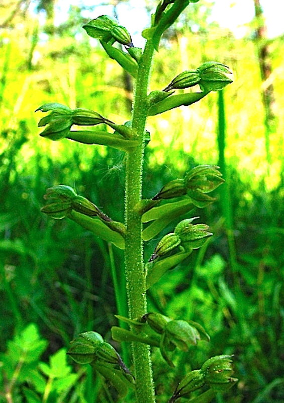 Listera ovata