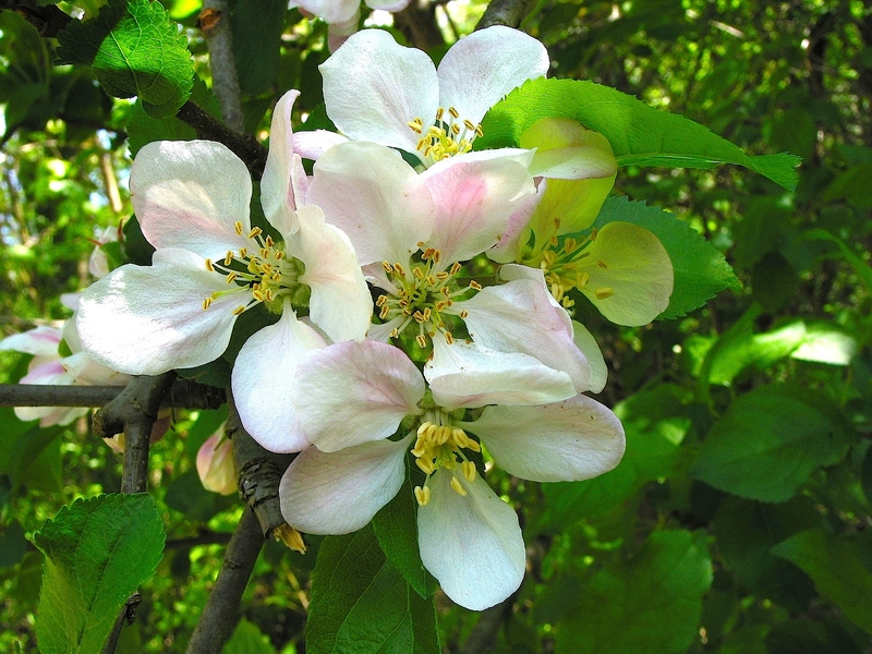 Malus sylvestris