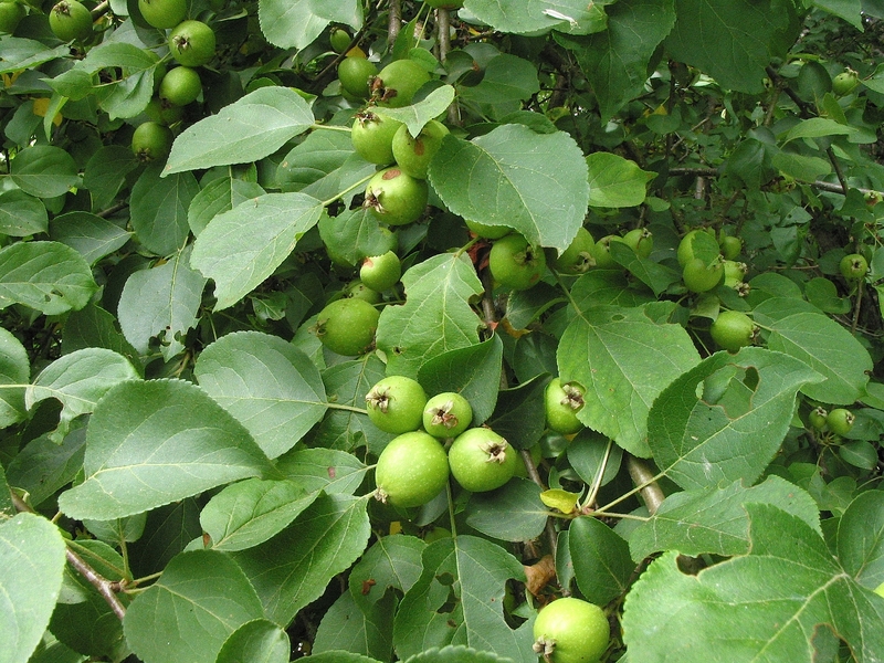 Malus sylvestris