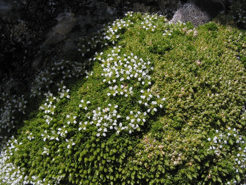 Minuartia cherlerioides