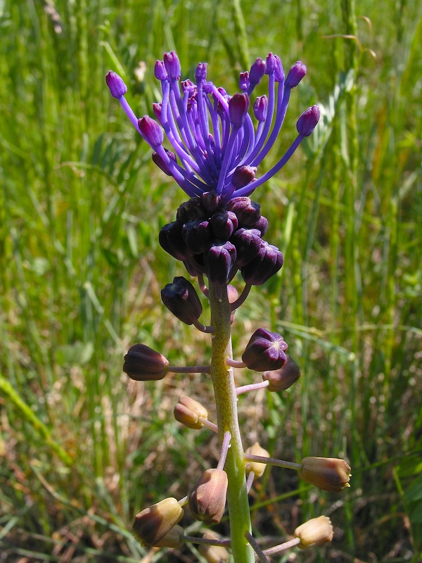 Muscari comosum