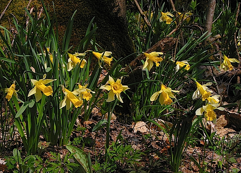 Narcissus pseudonarcissus