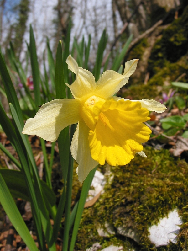 Narcissus pseudonarcissus