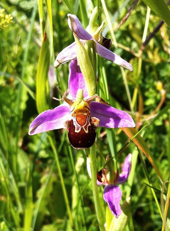 Ophrys apifera
