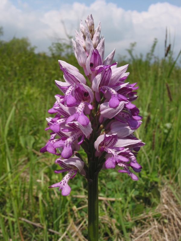 Orchis militaris