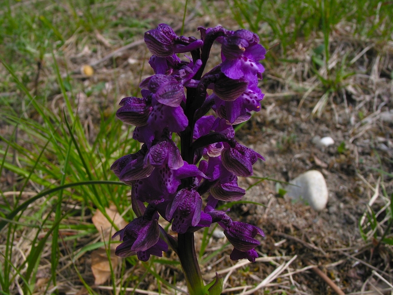 Orchis morio