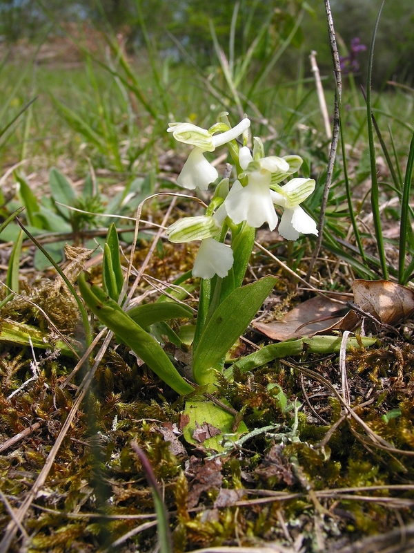 Orchis morio