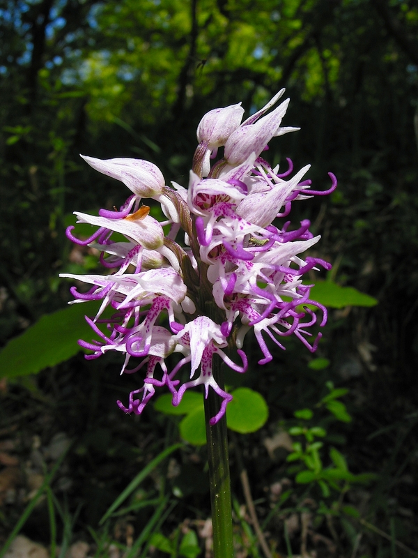 Orchis simia