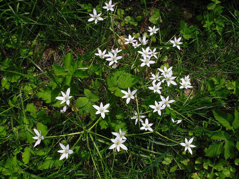 Ornithogalum umbellatum