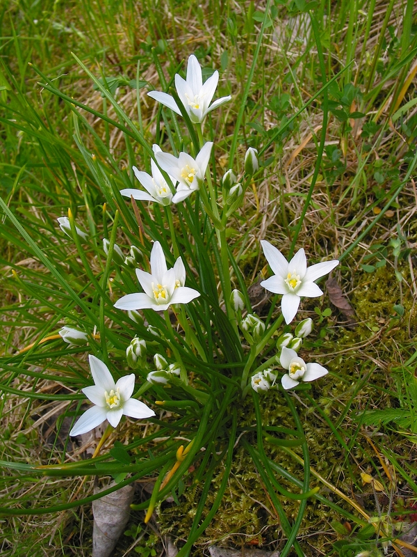 Ornithogalum umbellatum