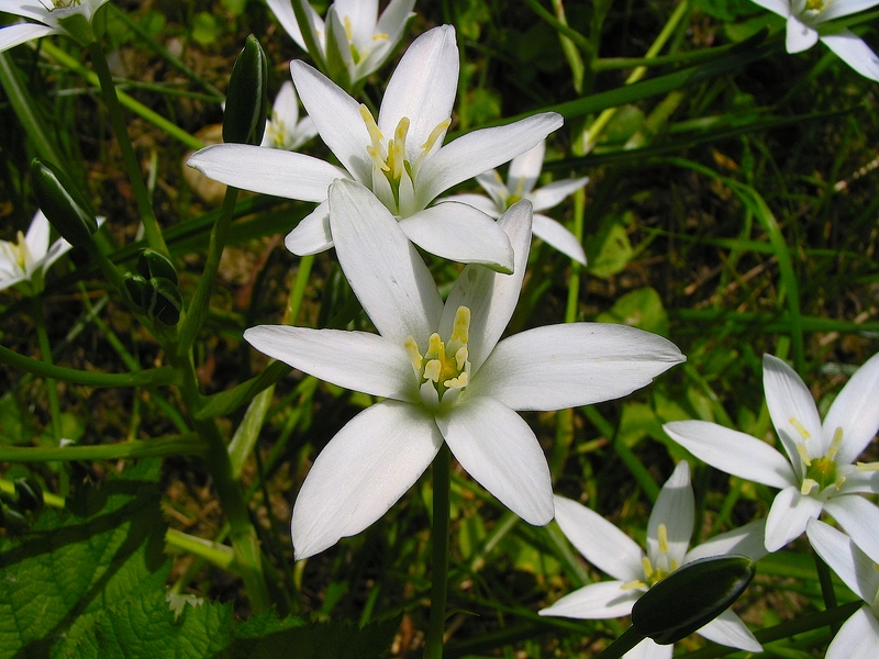 Ornithogalum umbellatum