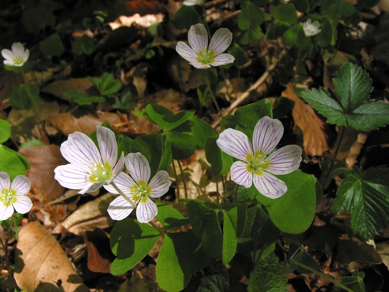 Oxalis acetosella