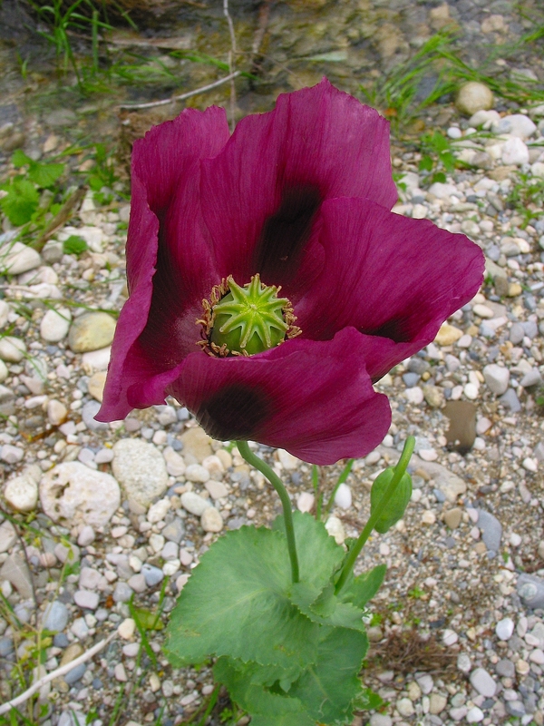 Papaver somniferum