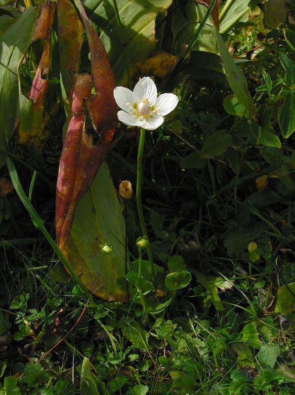 Parnassia palustris