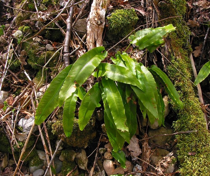 Phyllitis scolopendrium