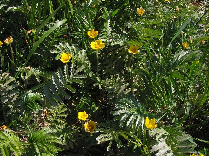 Potentilla anserina