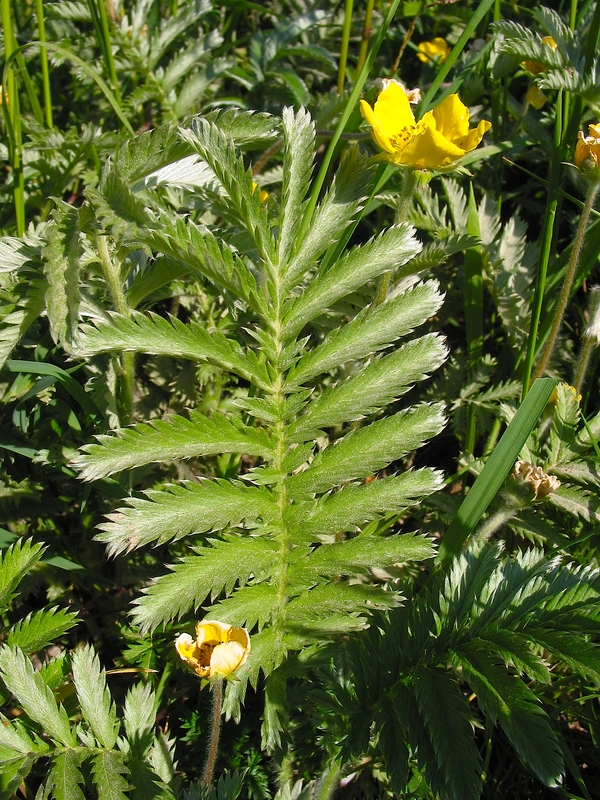 Potentilla anserina