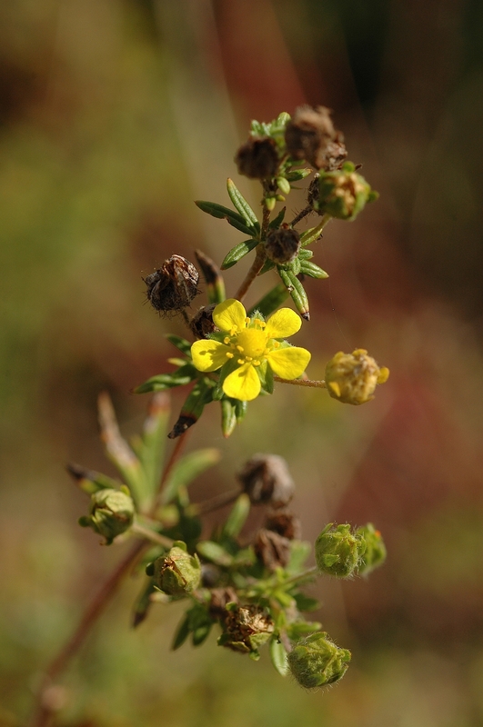 Potentilla argentea