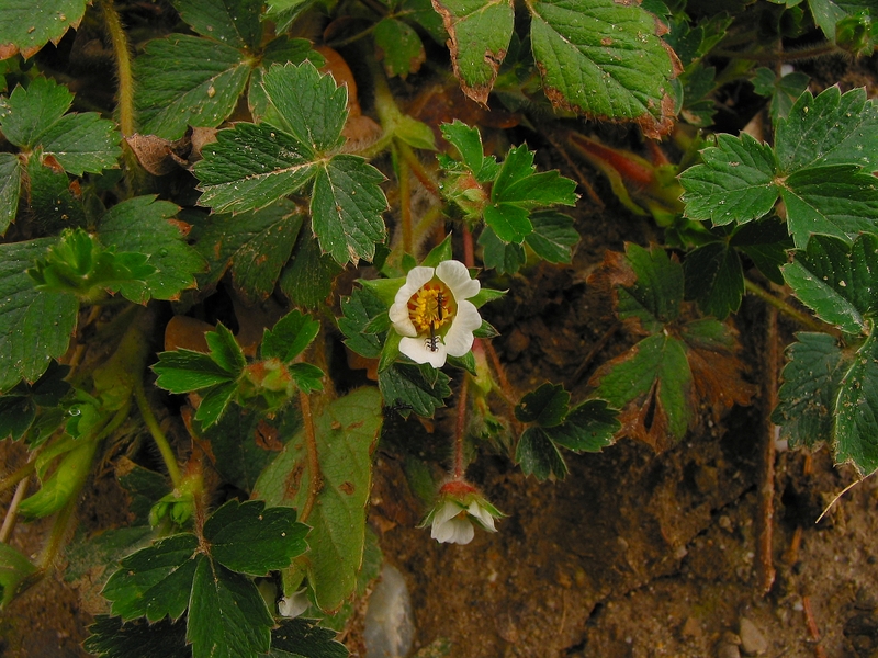 Potentilla micrantha