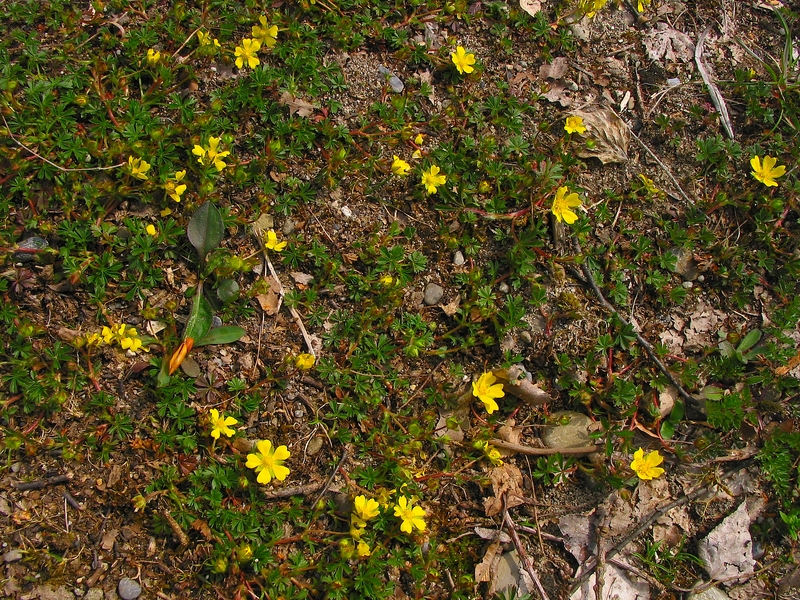 Potentilla neumanniana