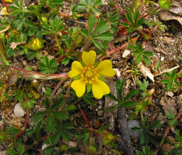 Potentilla tabernaemontani