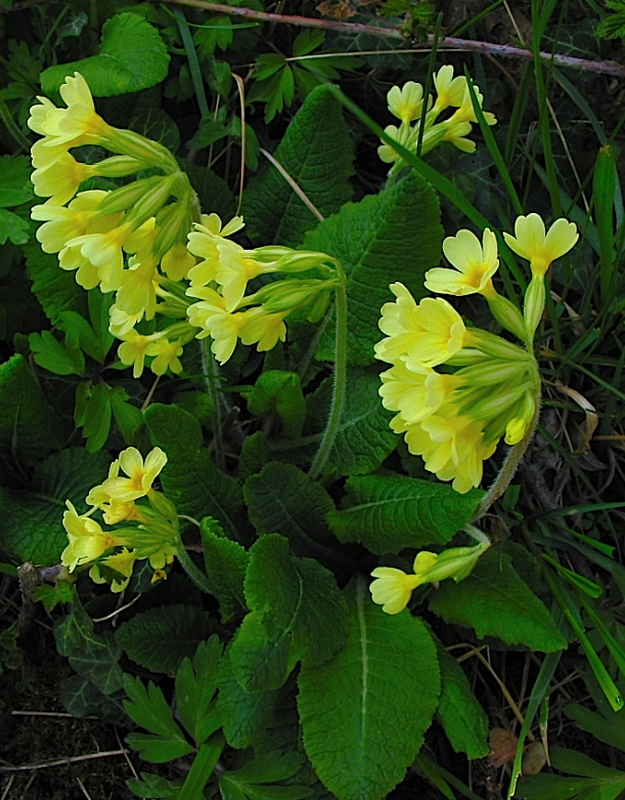 Primula elatior