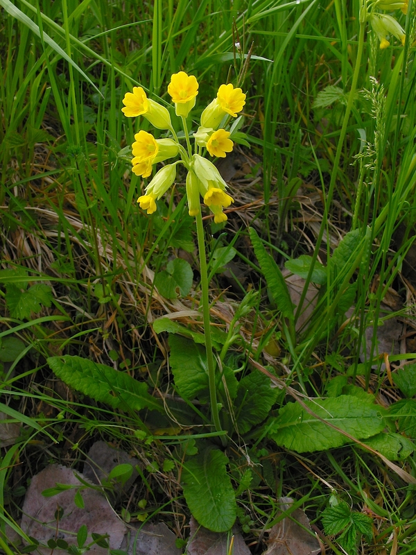 Primula veris
