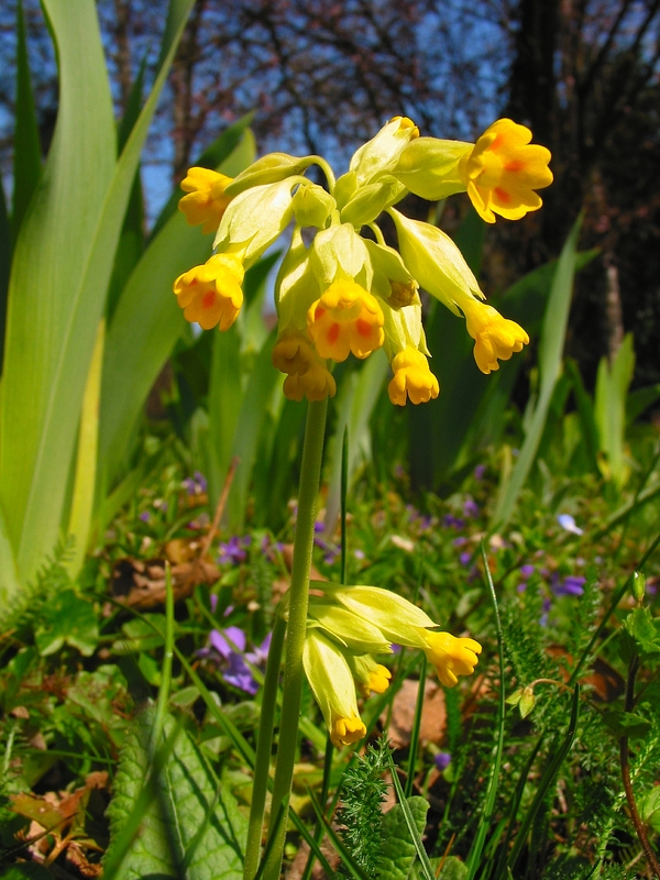 Primula veris
