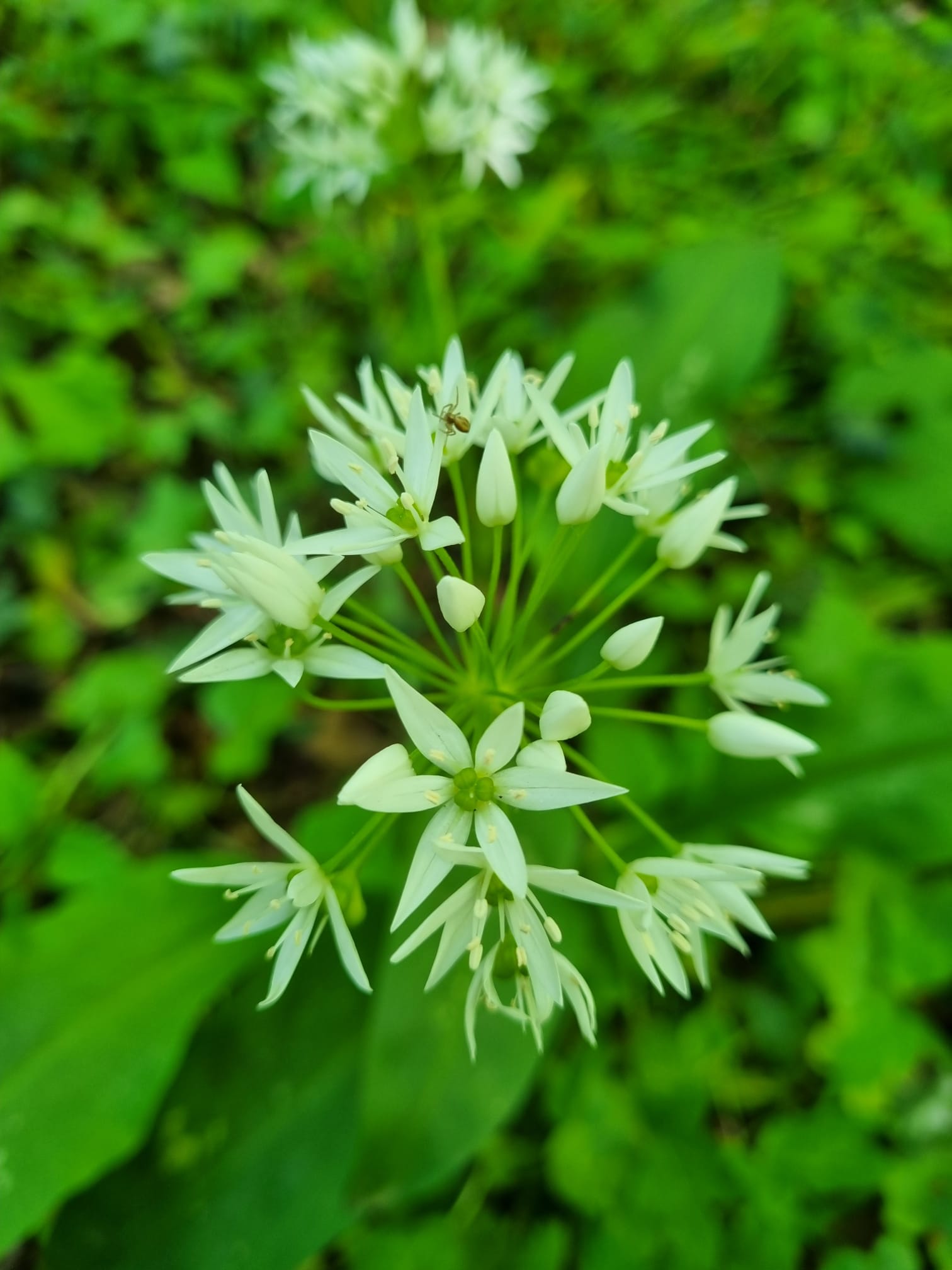 Allium ursinum