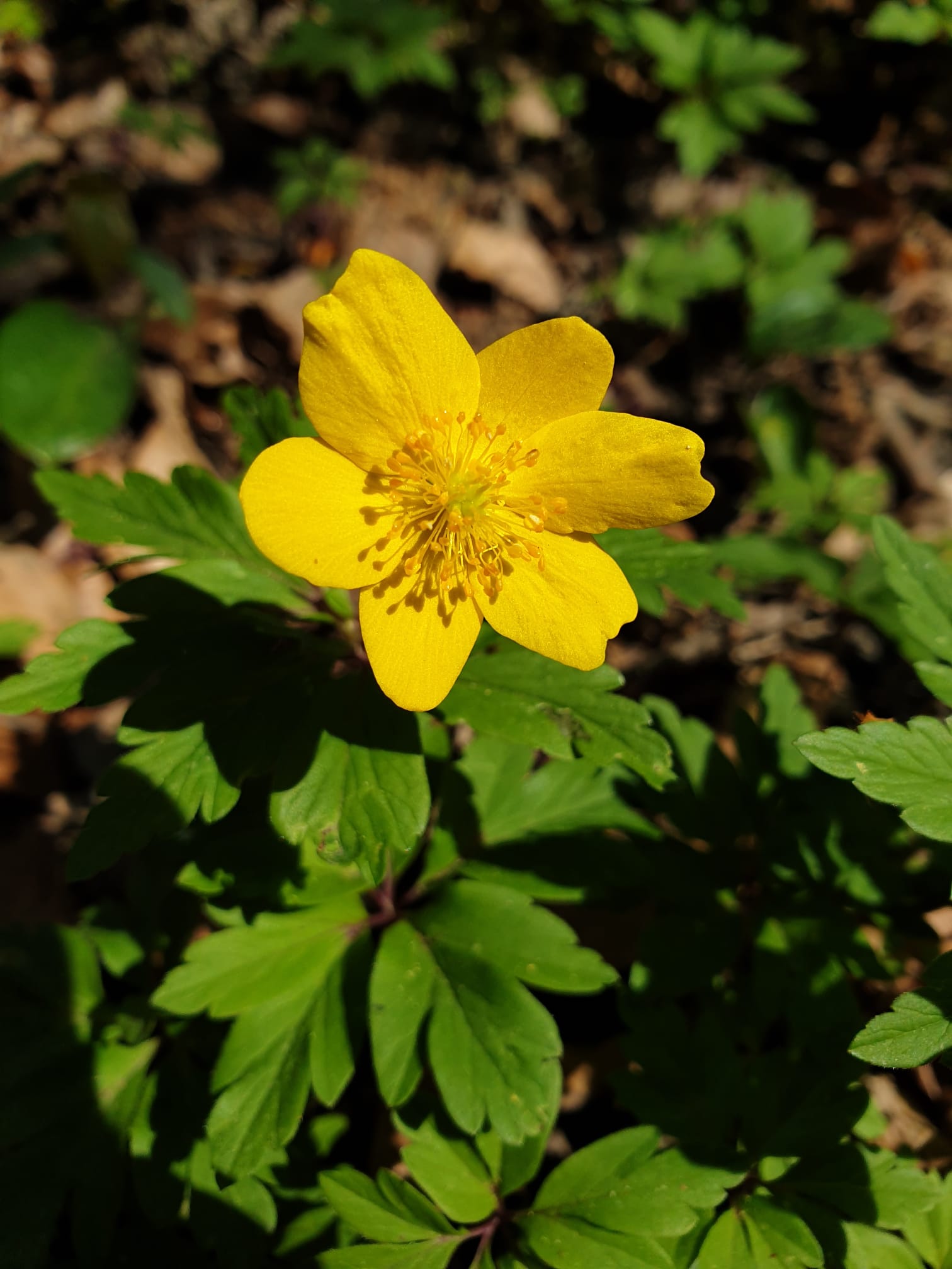 Anemone ranunculoides