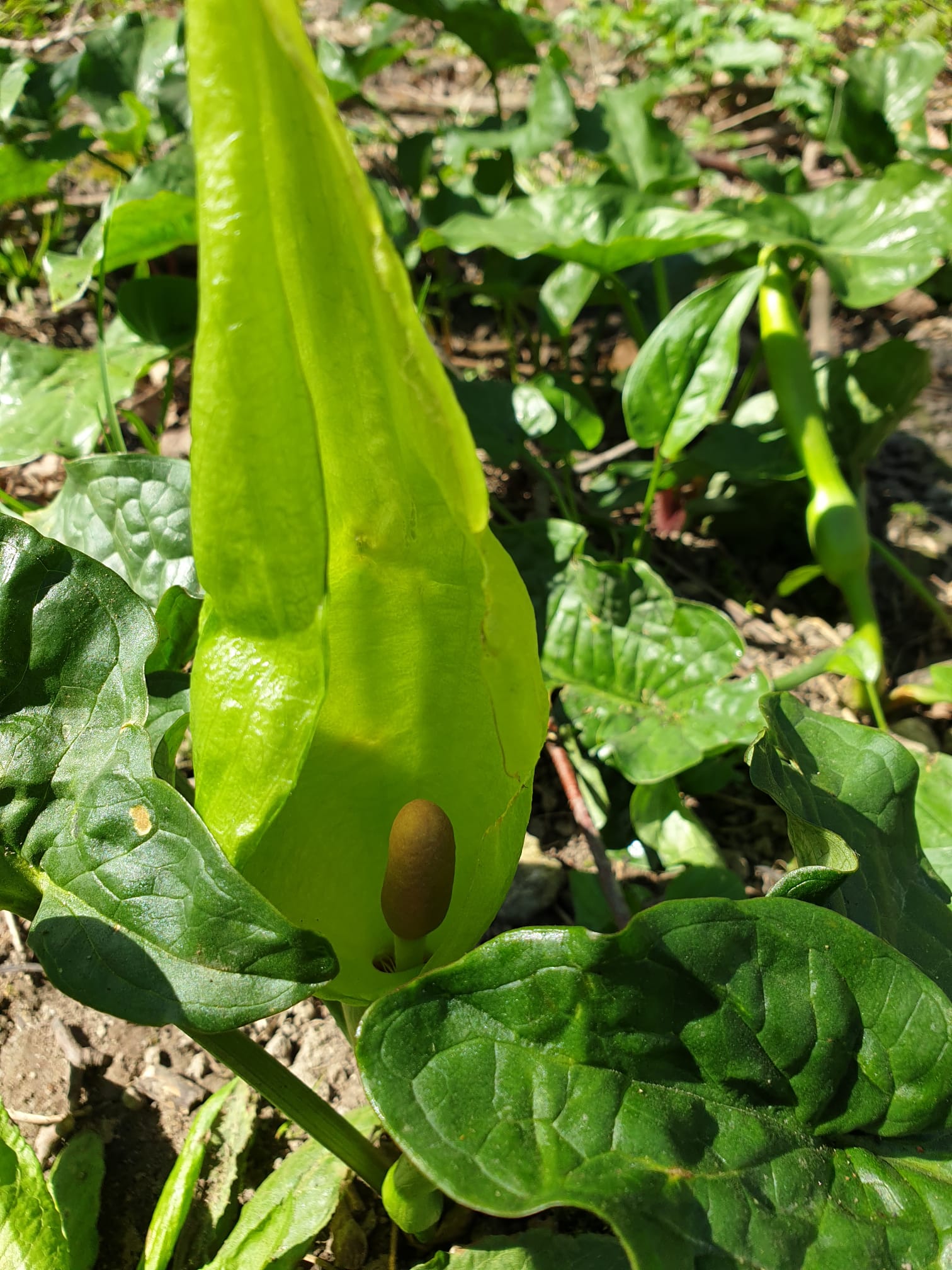 Arum maculatum