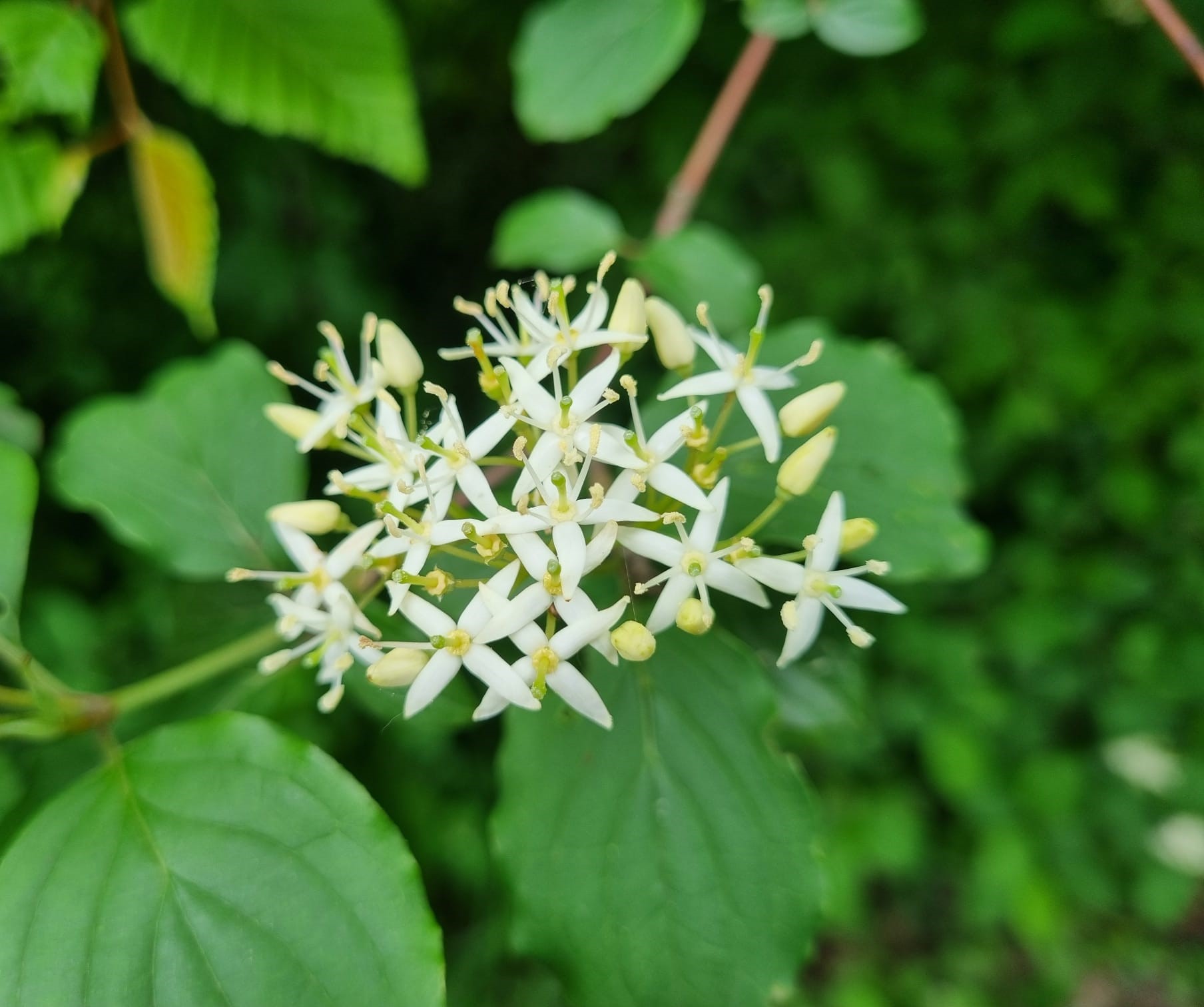 Cornus sanguinea