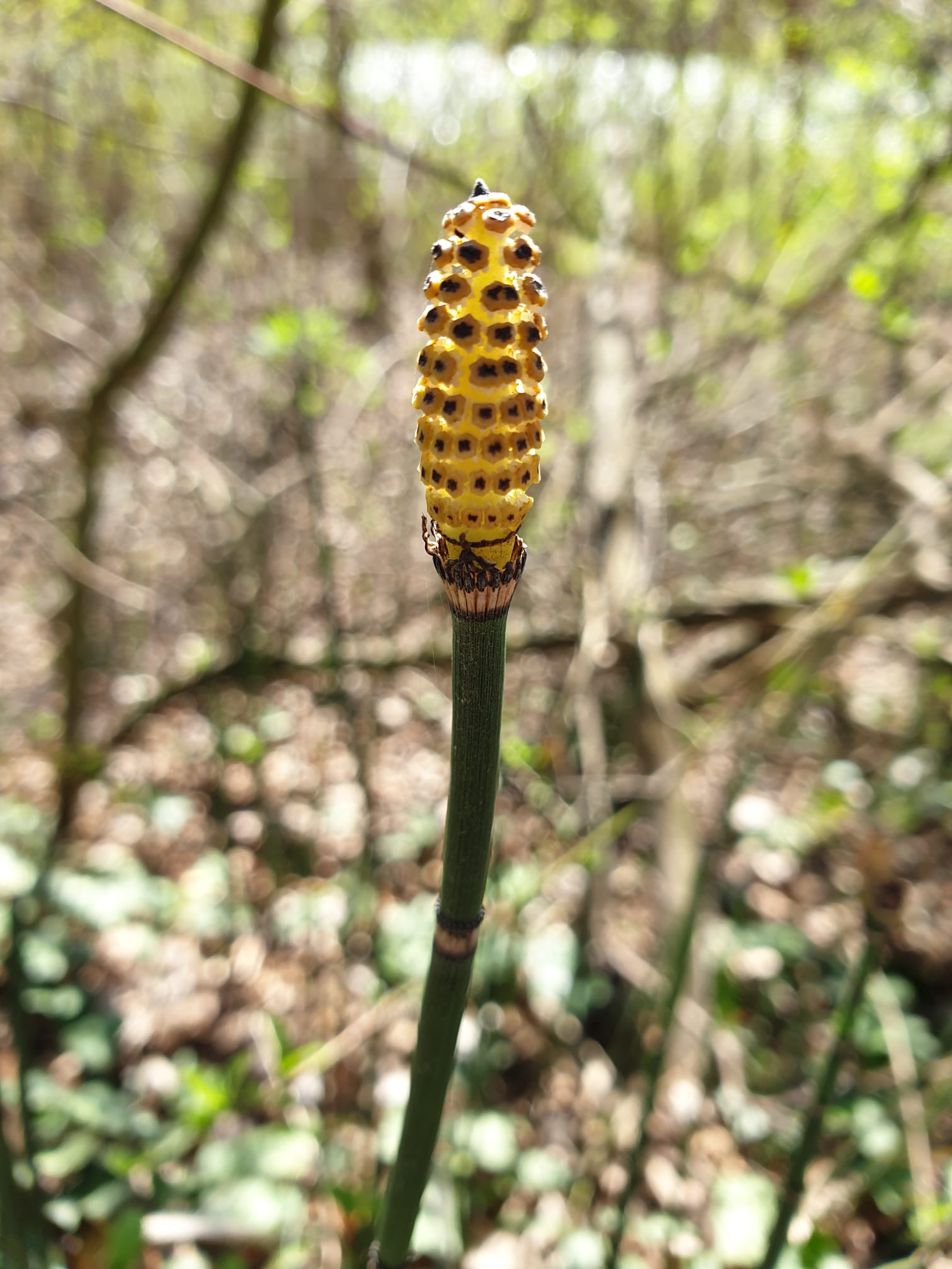 Equisetum hyemale