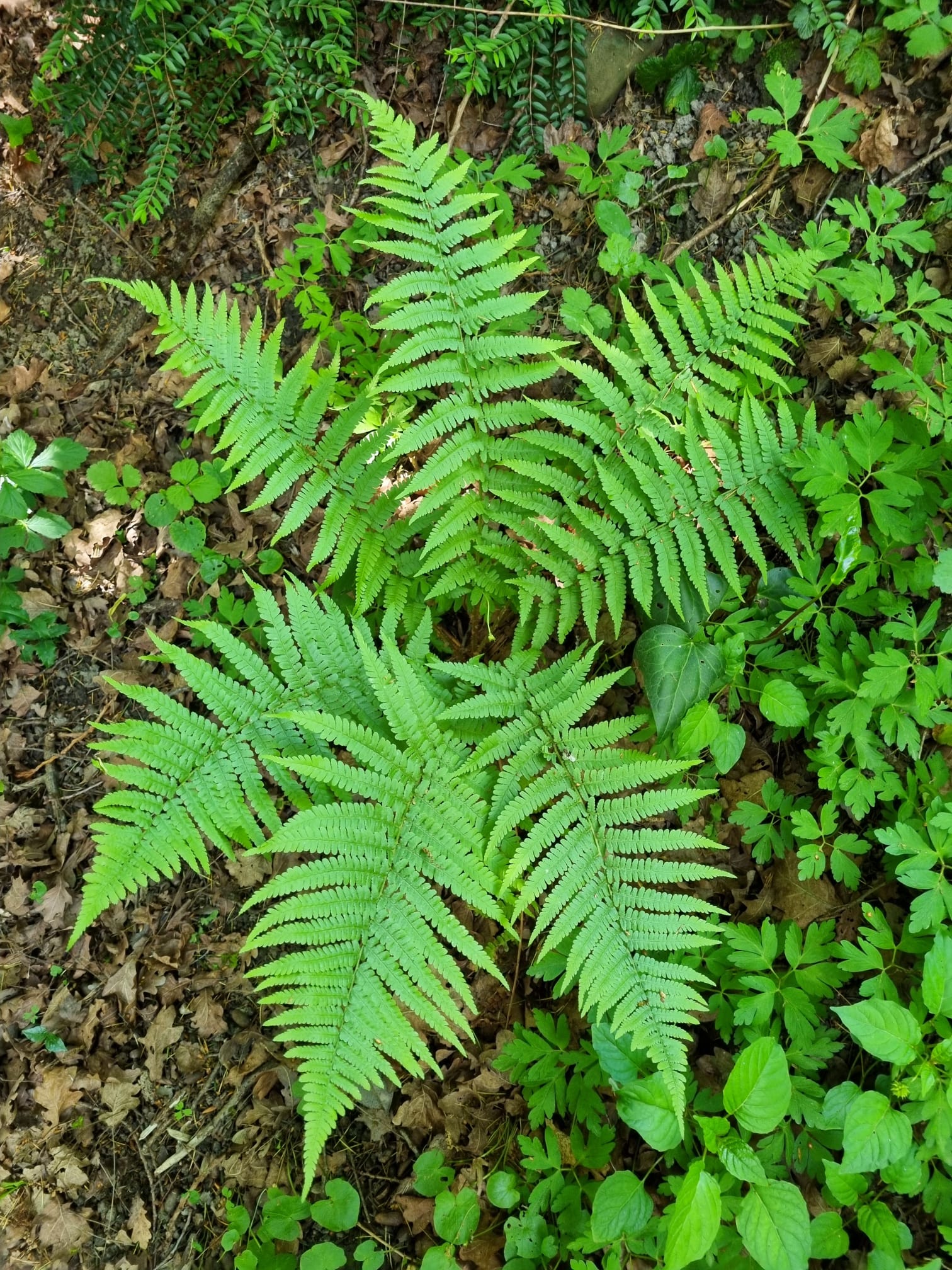 Dryopteris filix-mas