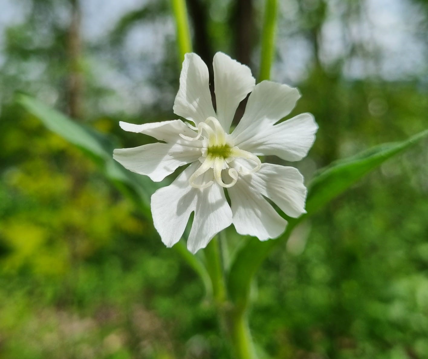 Silene pratensis